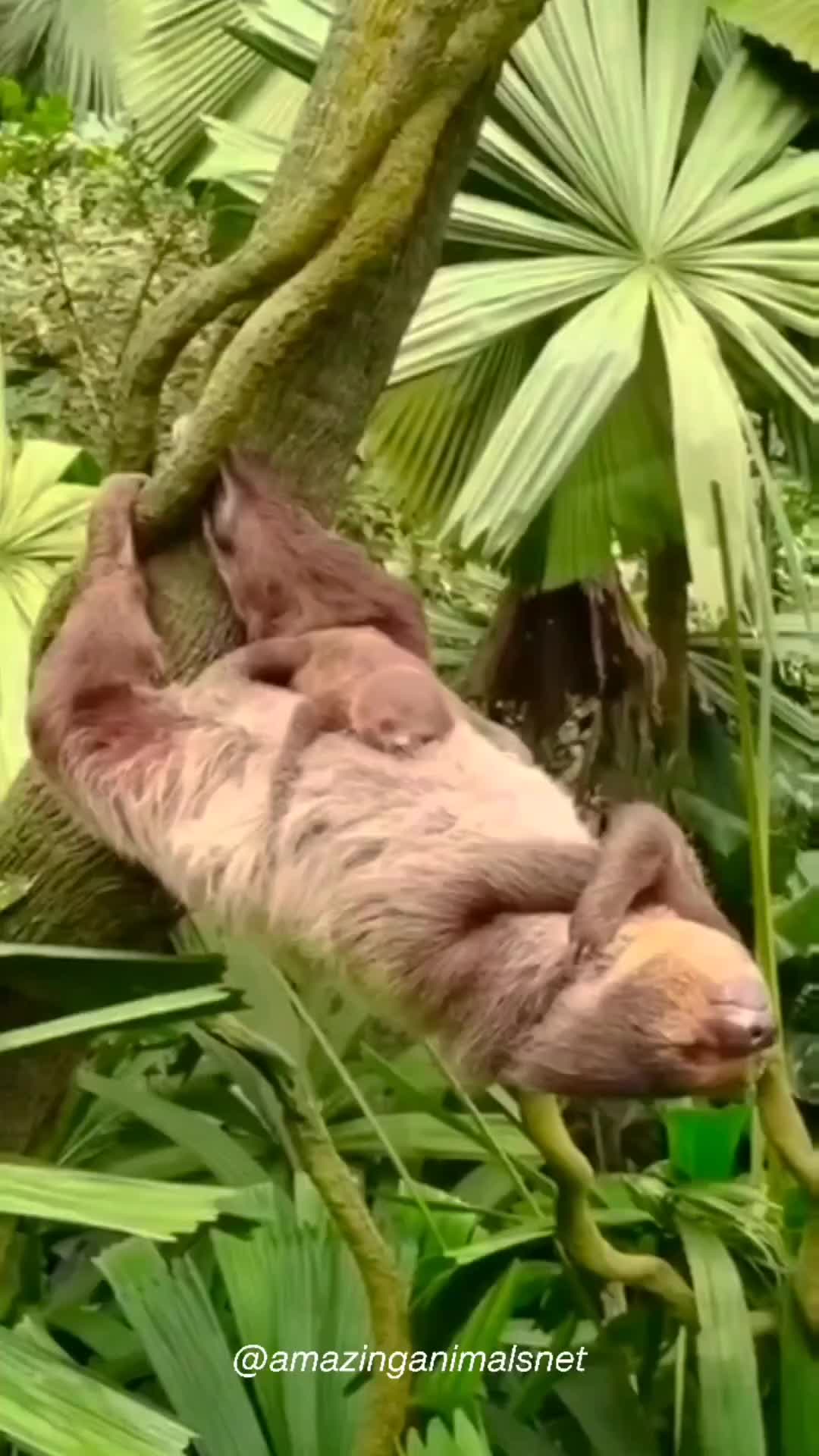 Bobo siang bareng mama