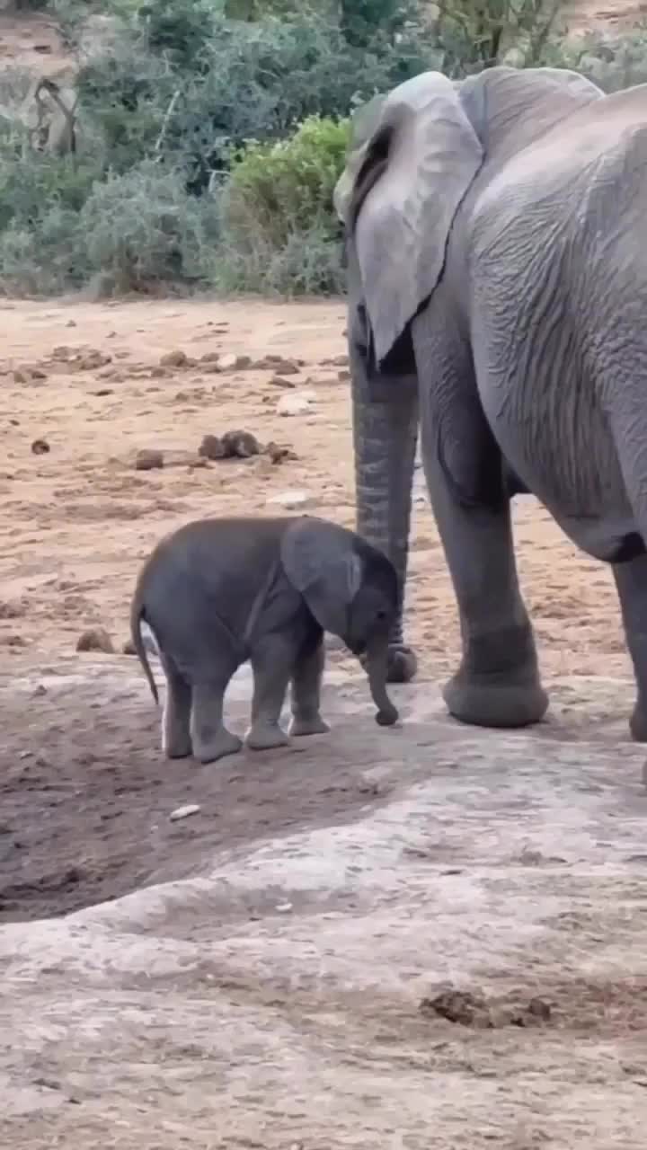 Baayi lagi lucu lucu nya