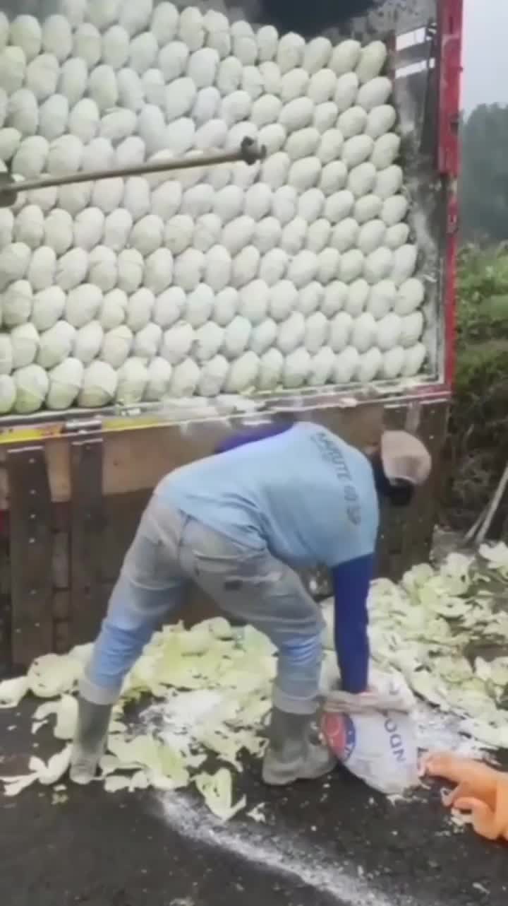 Ada Yang Tahu Itu Kubisnya Dikasih Apa?