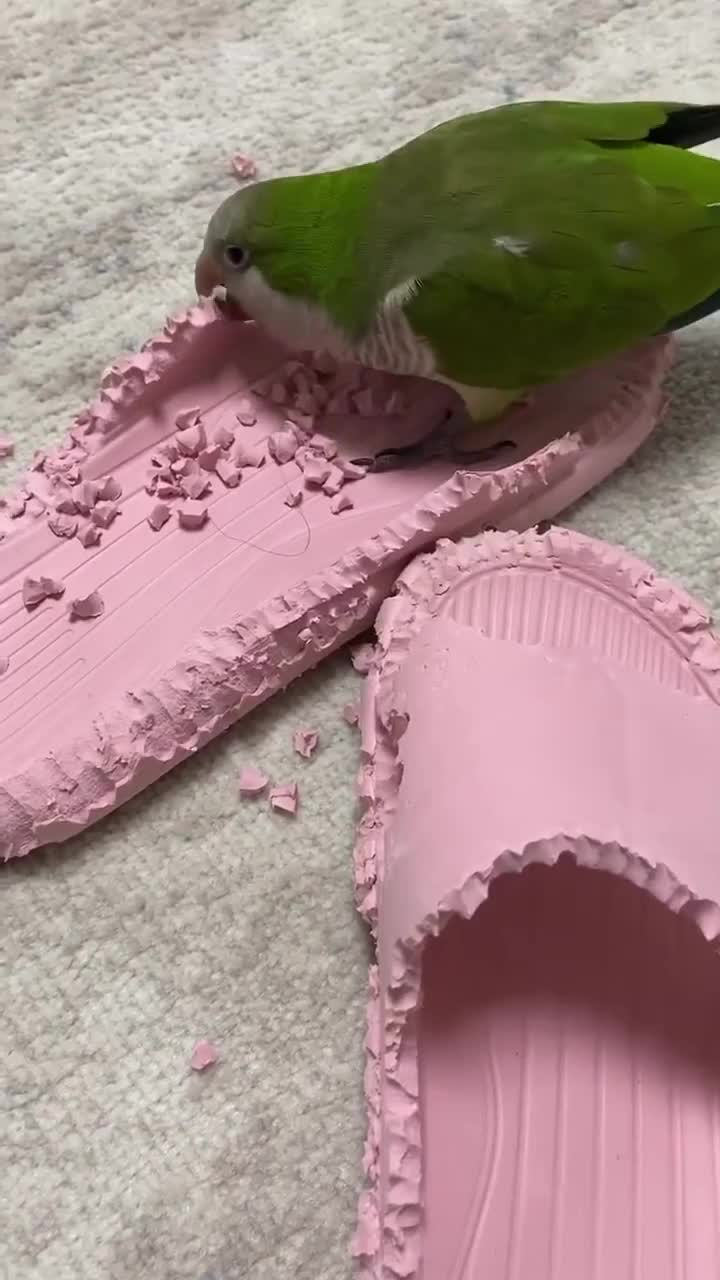 Lagi main lego