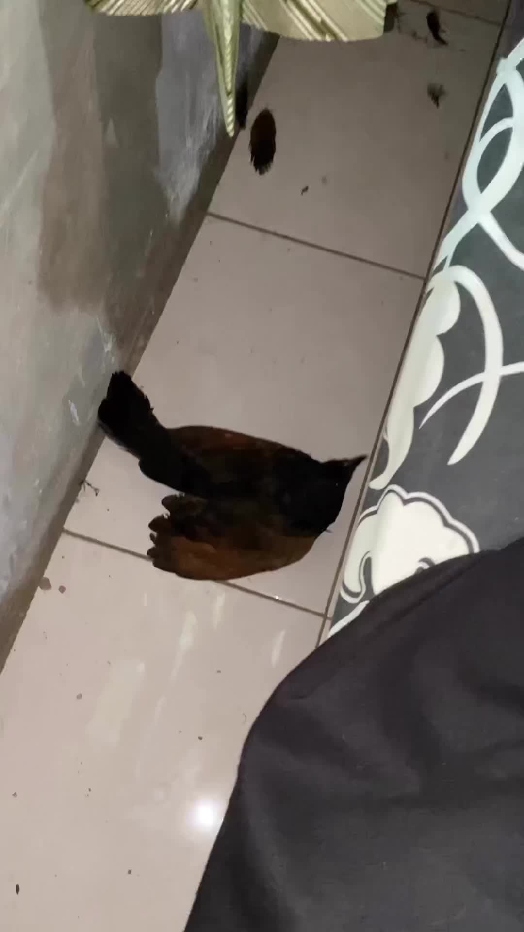 wah semua dibawa masuk ke rumah