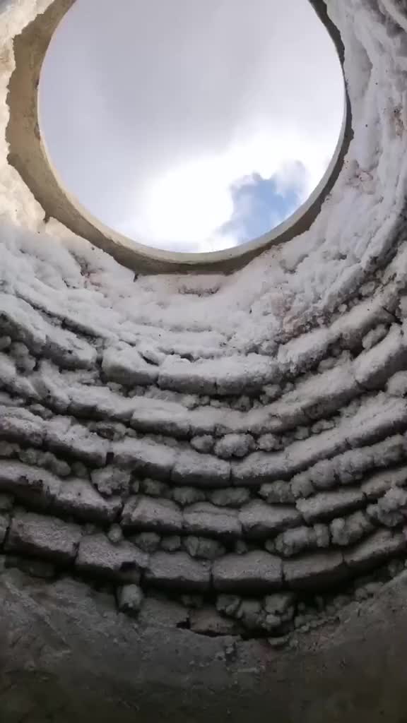 Persahabatan dua ekor anjing