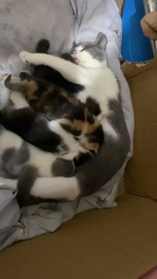 Kasian mamaknya