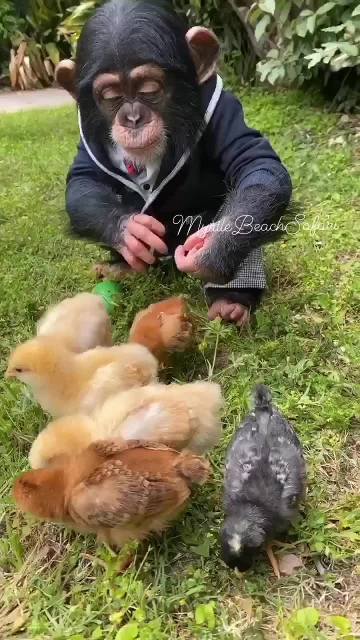 Si otan lagi main sama ayam