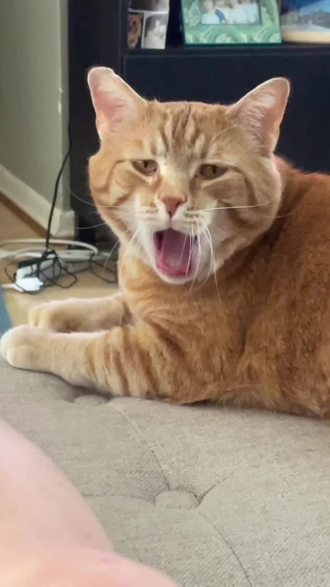 Oyen katanya ngantuk
