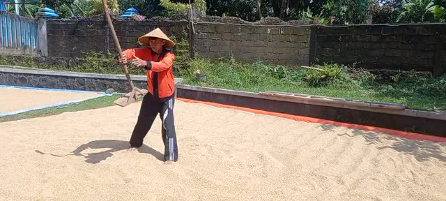 Tutorial nyerok padi🌾... saat dijemur 