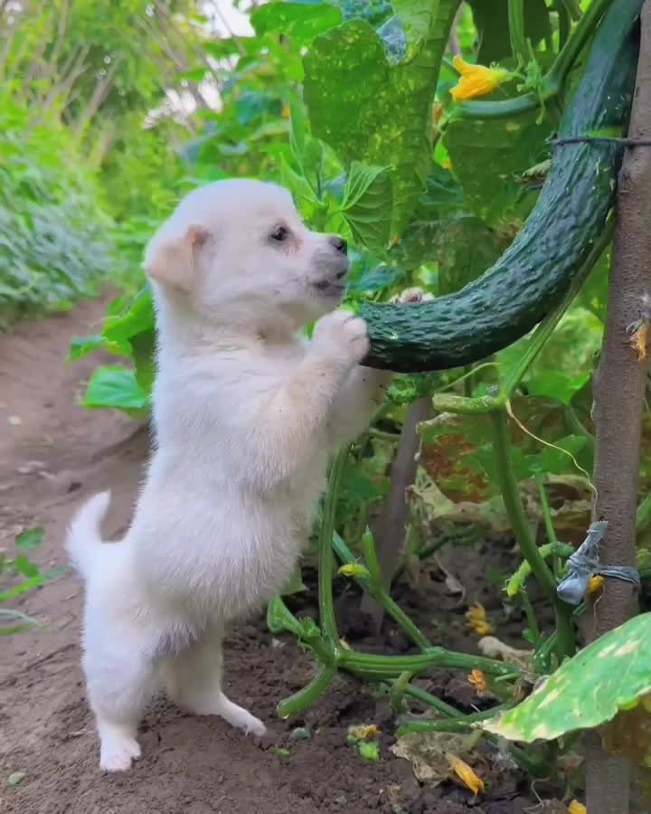 Anjing vegetarian