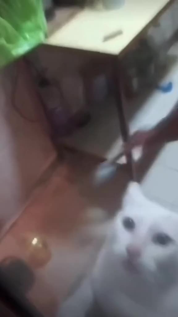 Kucing takut sama tikus