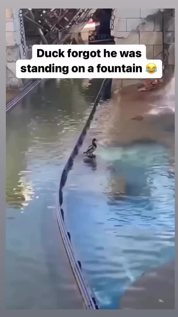 kena prank nih bebek