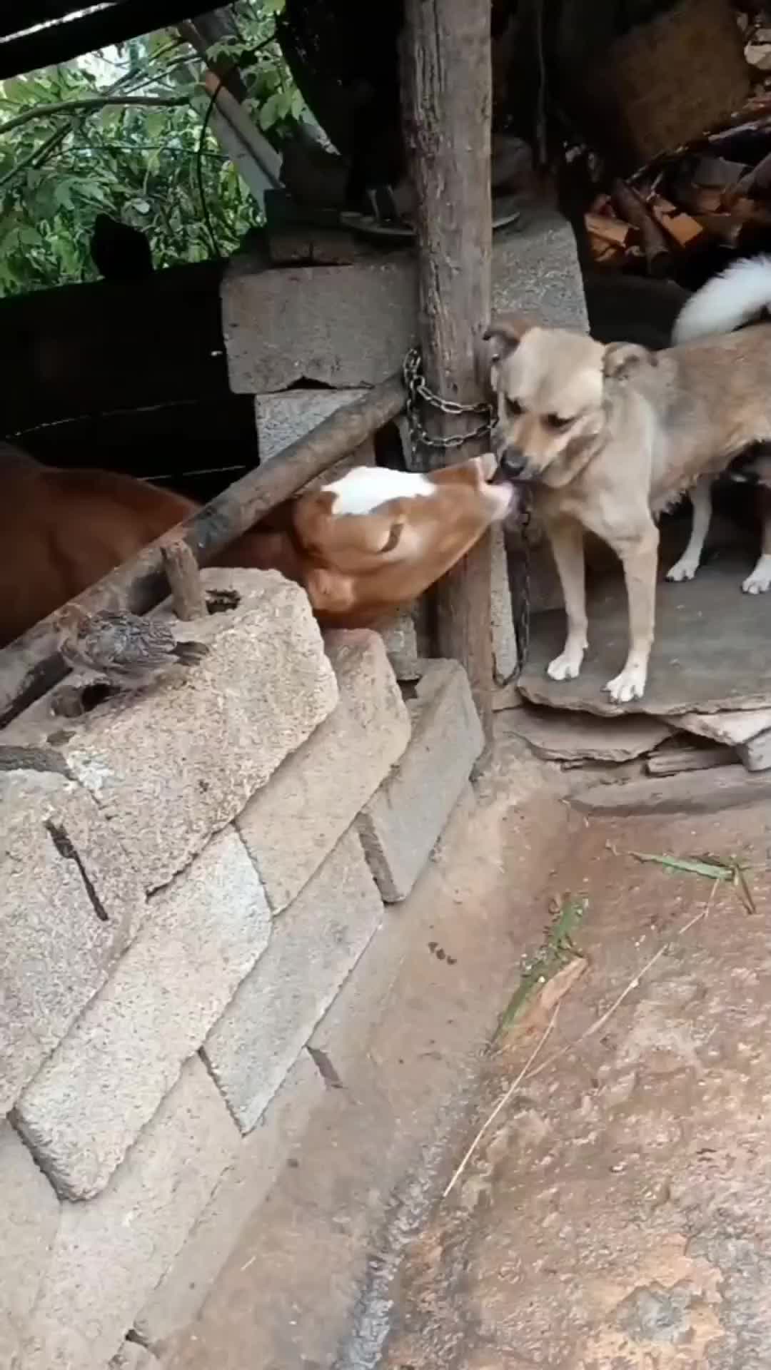 Apakah sapinya jadi haram ?