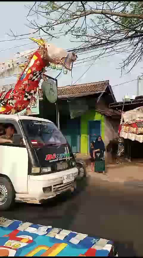 (Pawai mauLid) di buang sayang toLong bantu Love vote foLow share komen thanks for watching