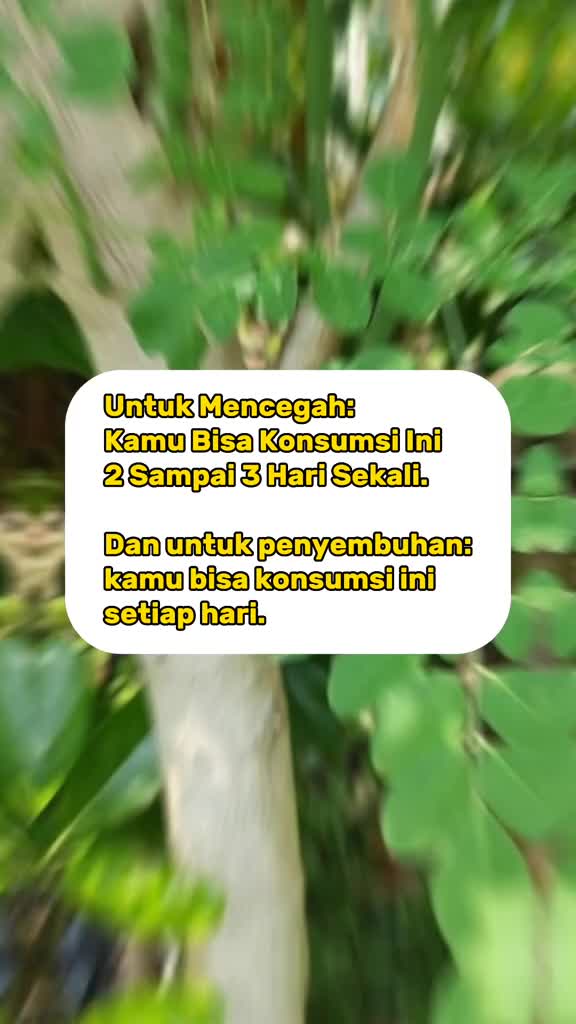manfaat daun kelor