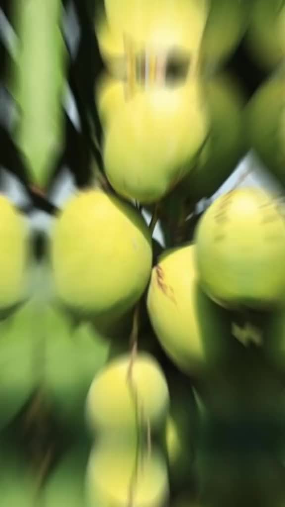 manfaat buah mangga