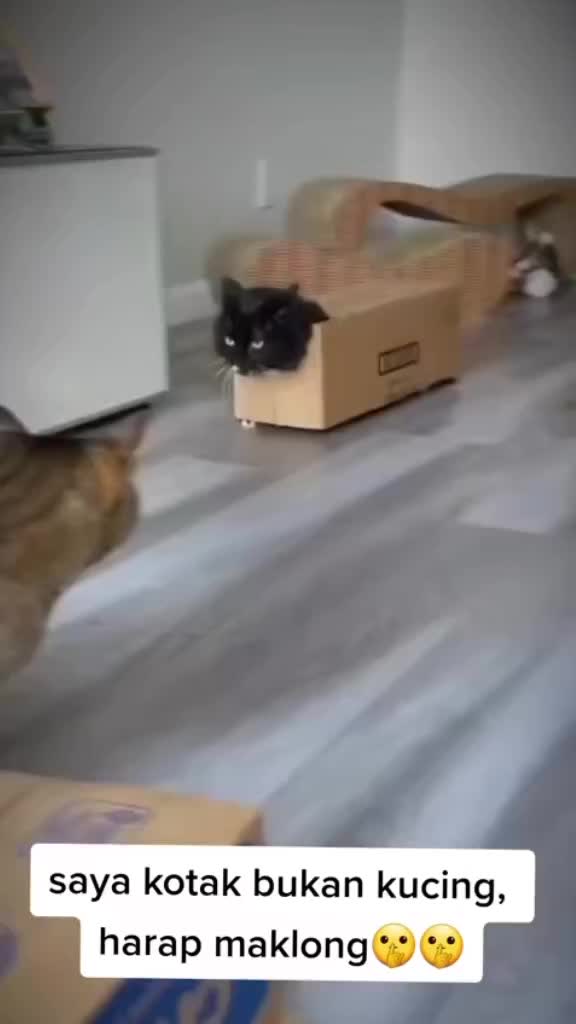 box cat