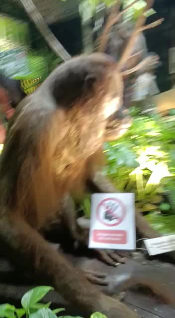 di buang sayang toLong bantu Love vote foLow share komen thanks for watching