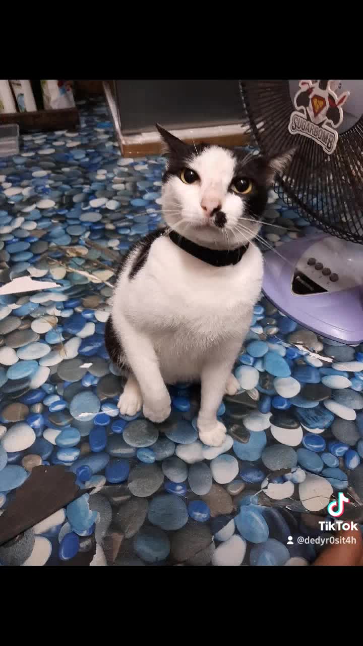 si UCIL
