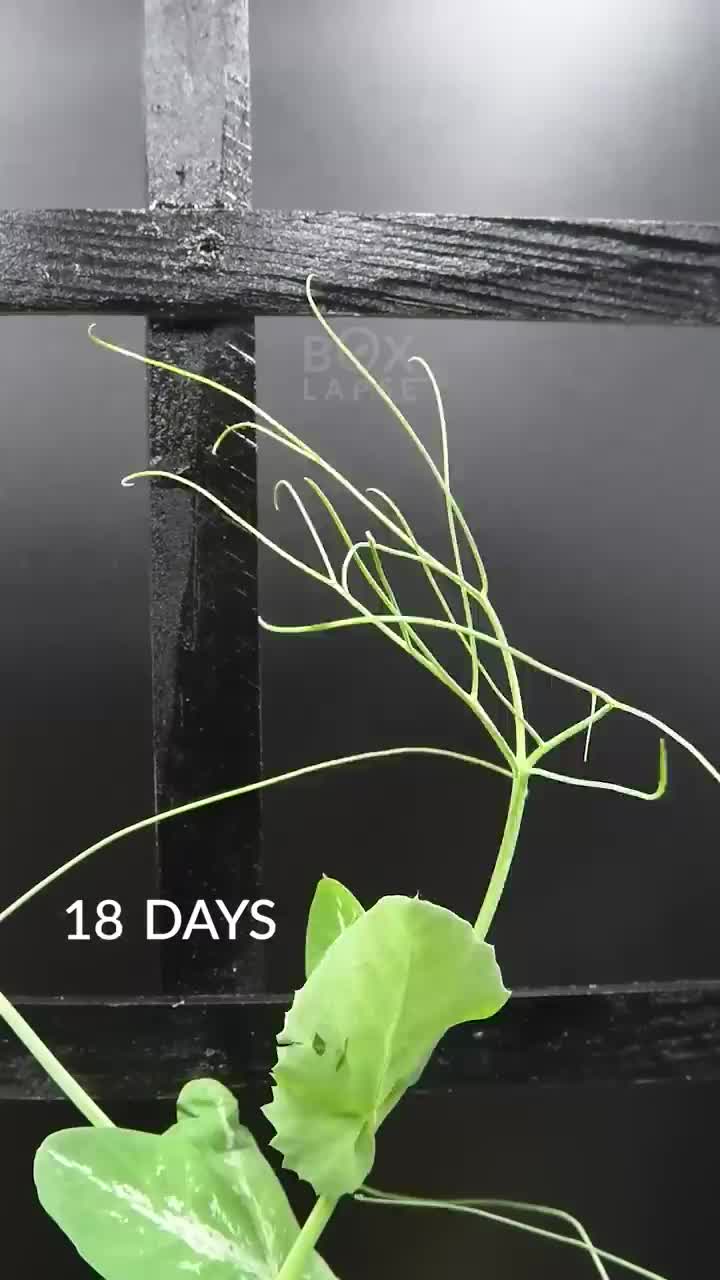 time lapse kecambah menjadi daun