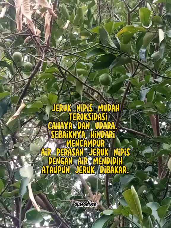 jeruk nipis tidak boleh