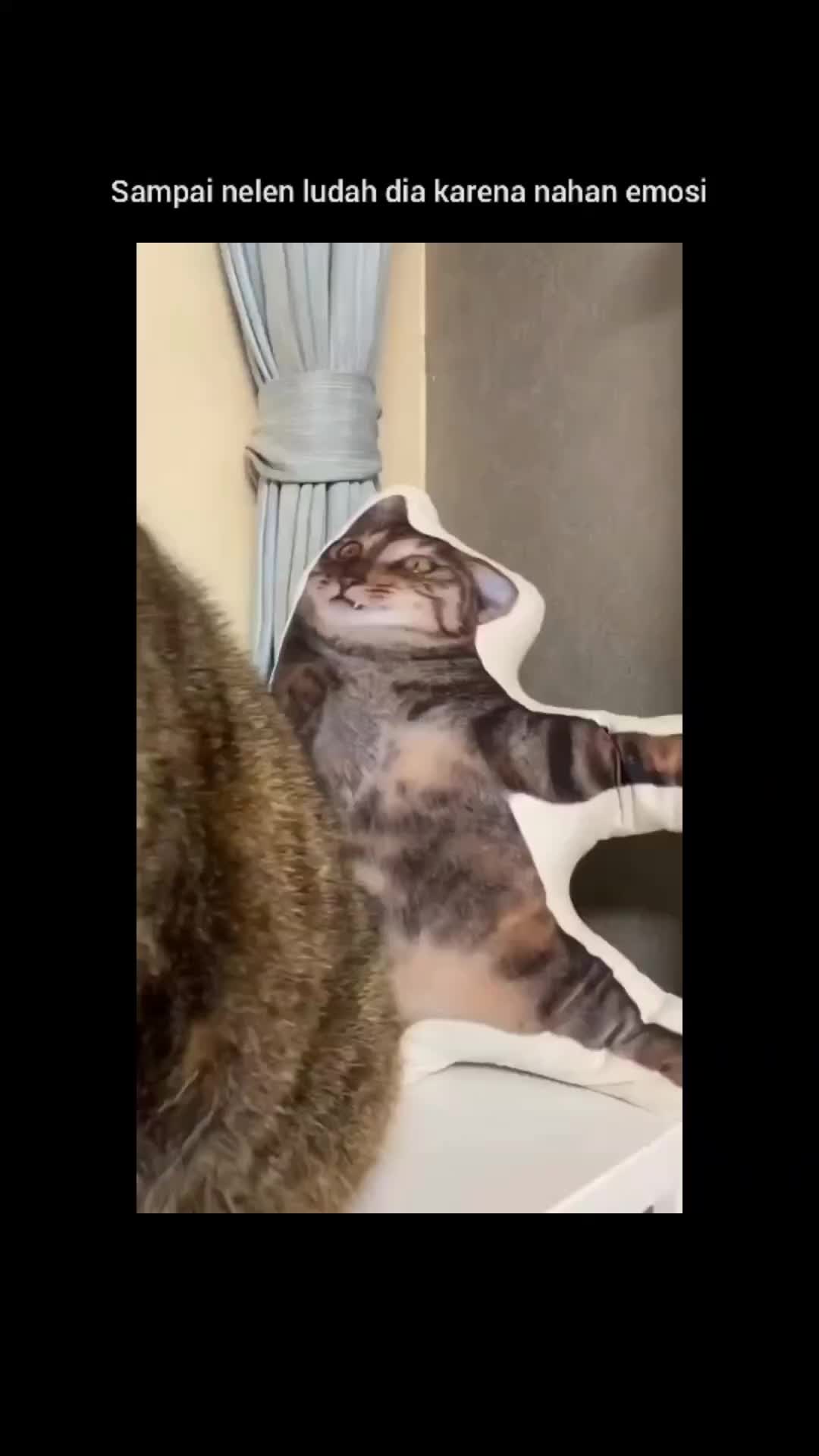 kucingnya bt