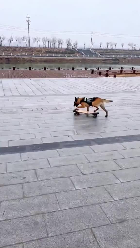 anjing aja jago kamu?