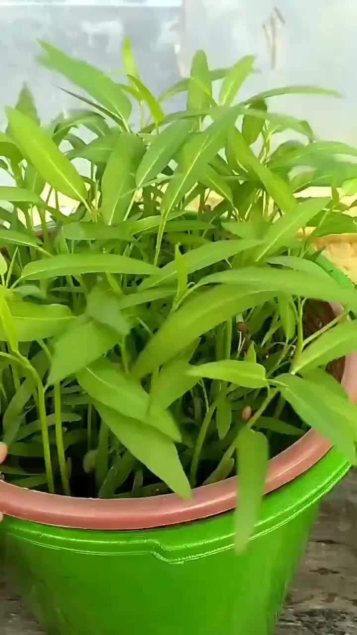 Memanfaatkan barang bekas. Box es krim bekas dan baki. Yuk menanam kangkung sendiri di rumah.