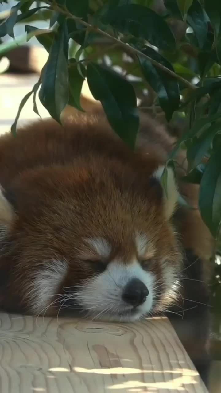 Bobo dulu