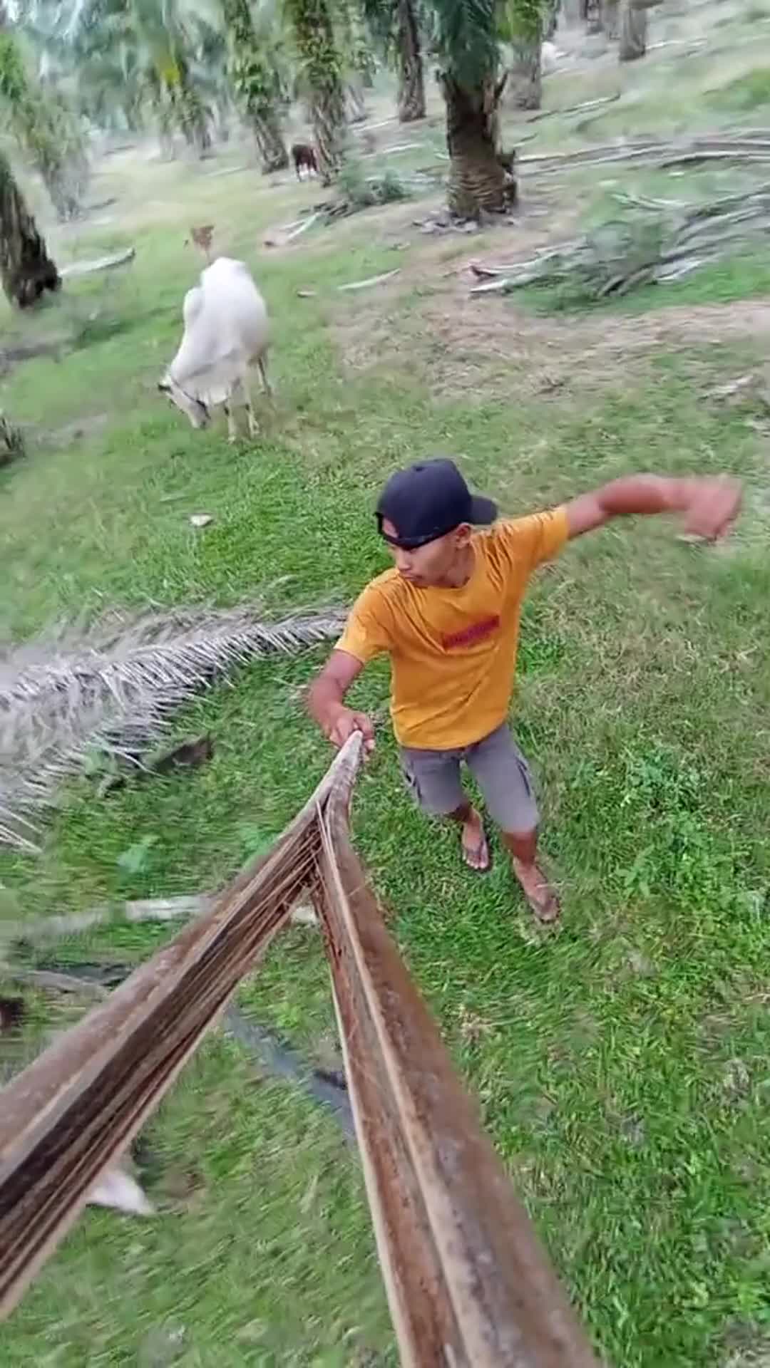 Asek cinta satu malam