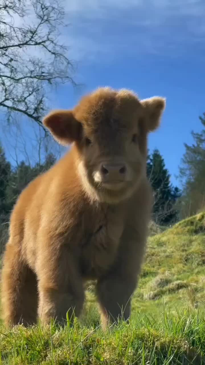 Sapi mungil