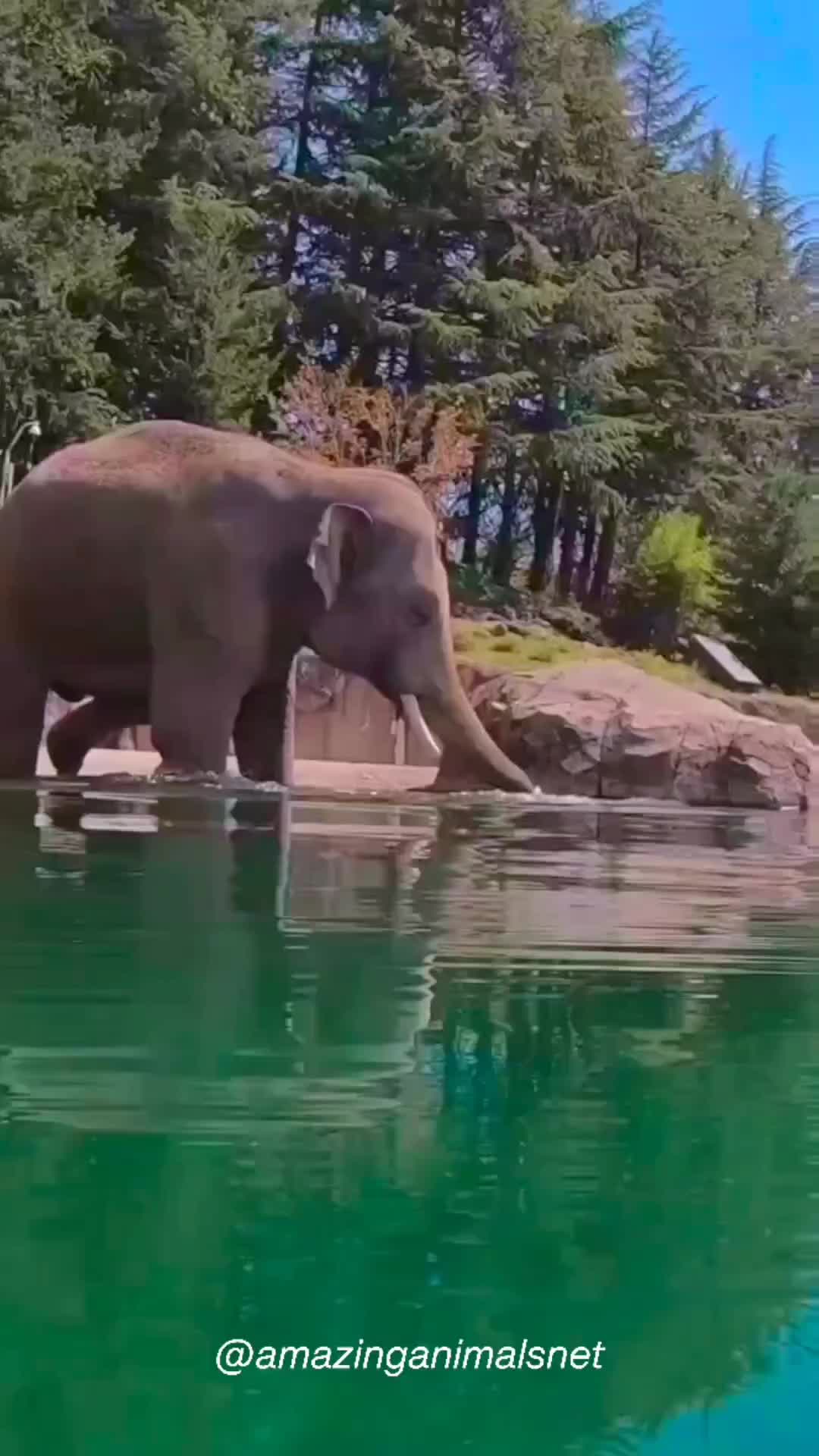 Gajah berenang