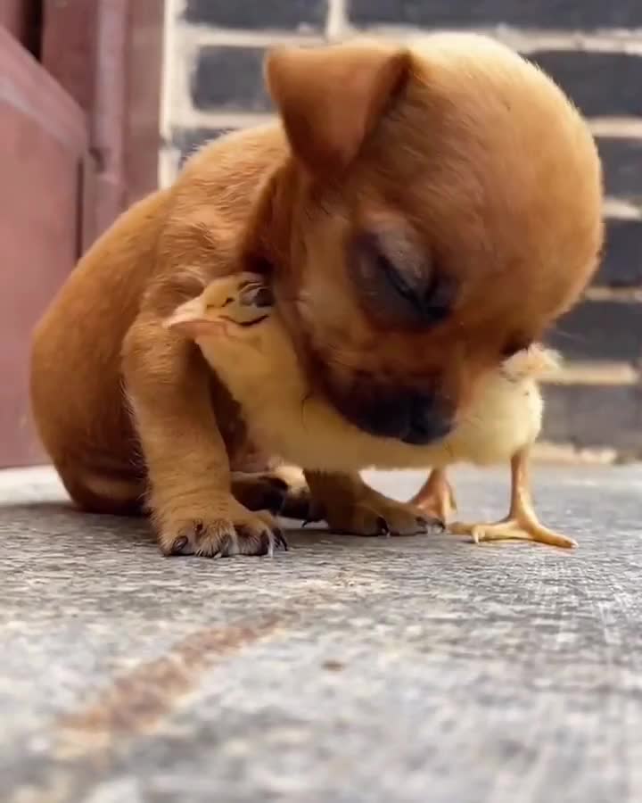 lucu sekali anak anjing ngantuk