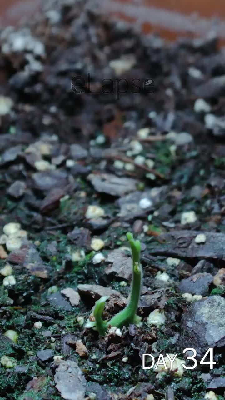 time lapse rambutan 