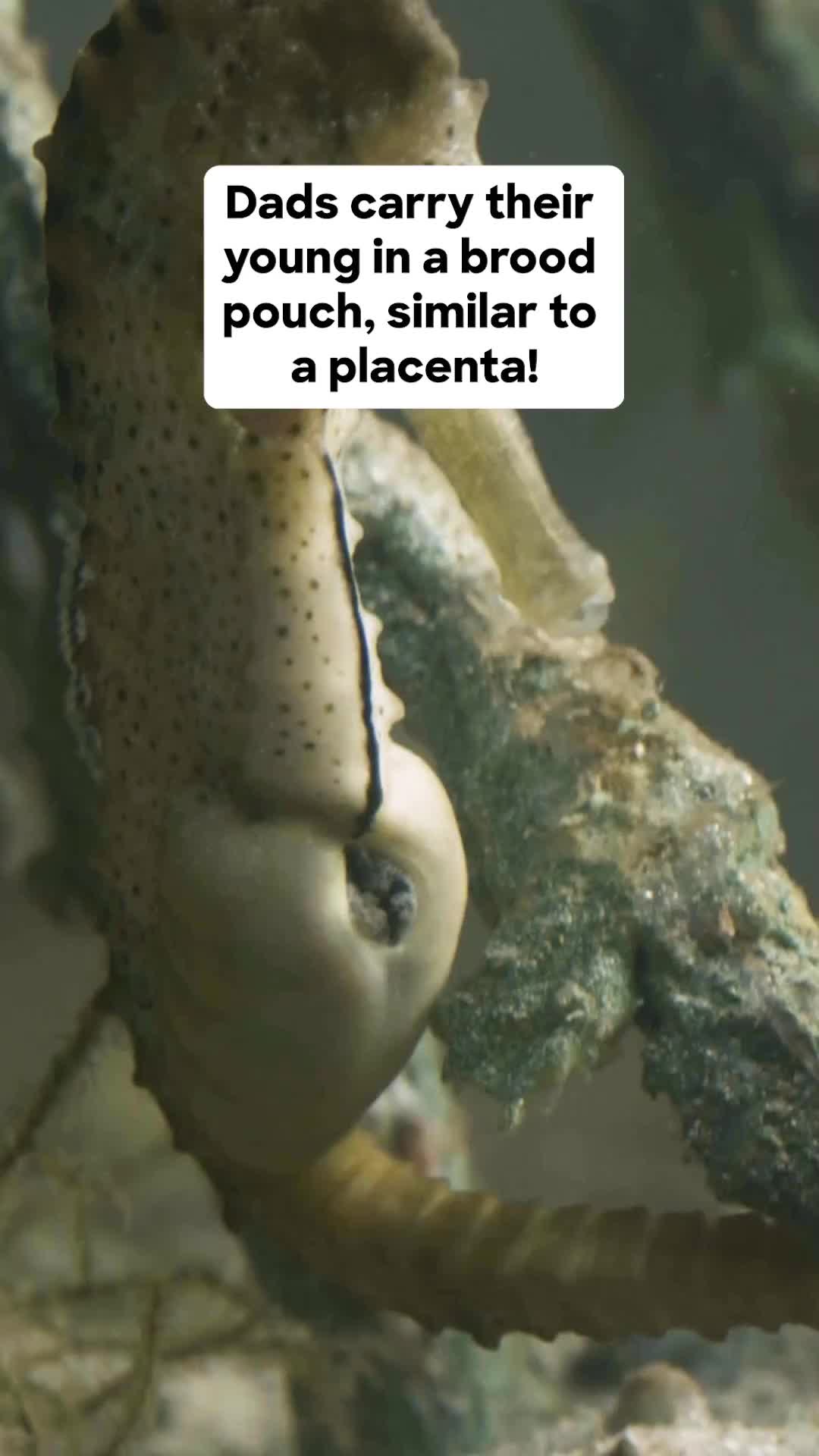 Kuda laut melahirkan