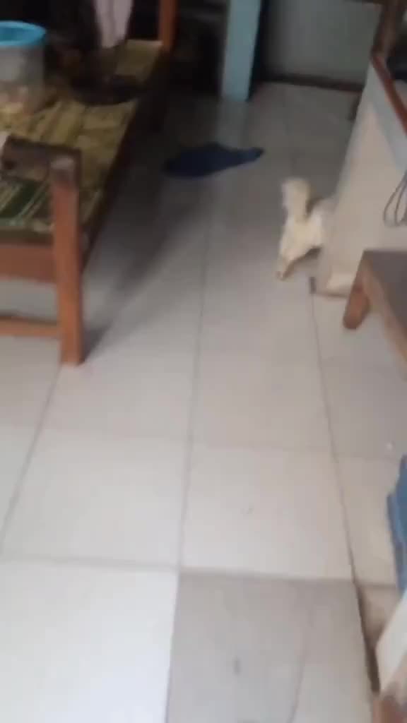 lah sama aja. bingung nih kucing