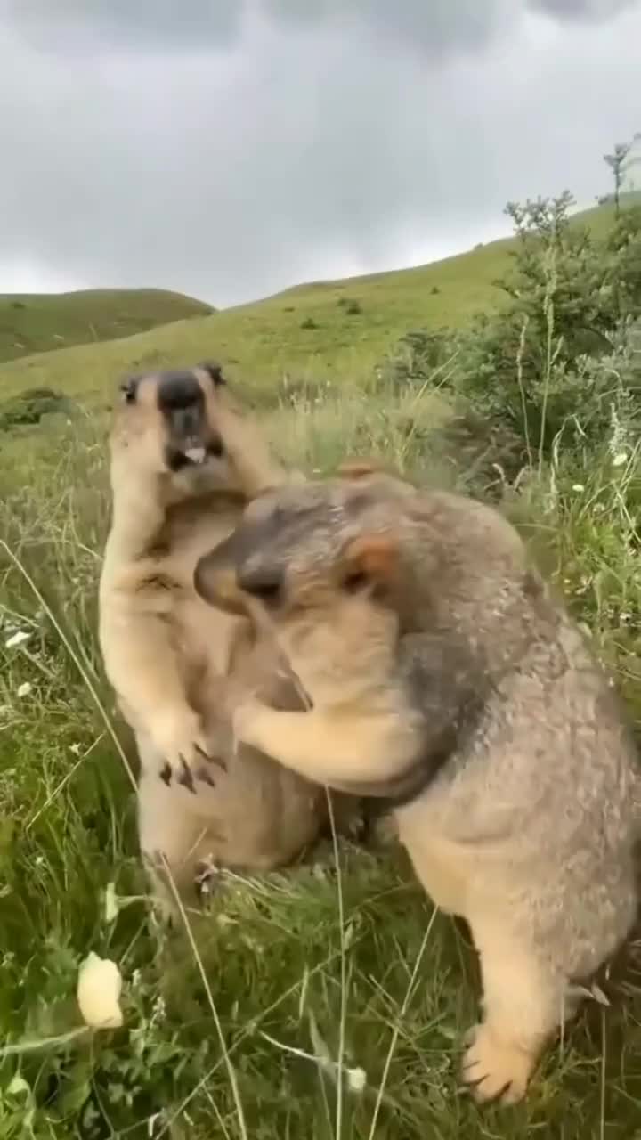Main peluk pelukan