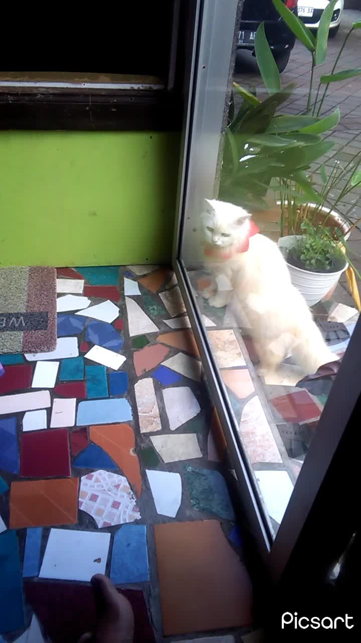 nggak siang nggak malem n kucing orang mulu si Moza hehe....#showyourtalent
