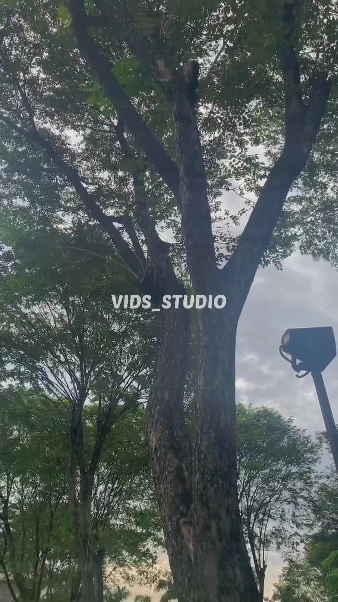 Mini Vlog