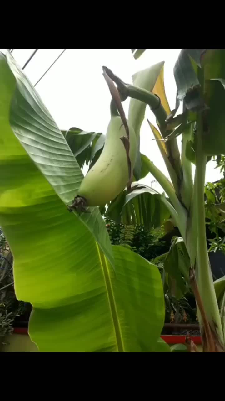 Buset Kirain Pisangnya Mini