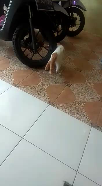 Ngabuburit sama kucing