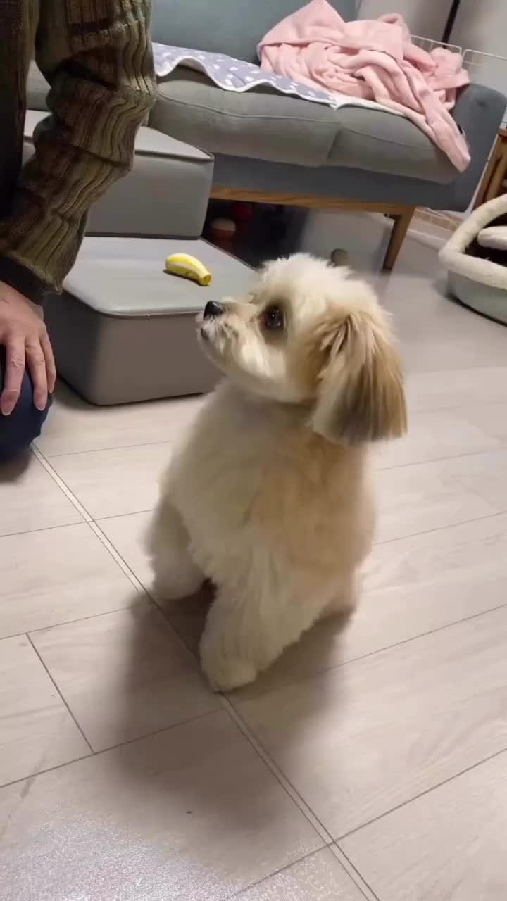 happy doggy