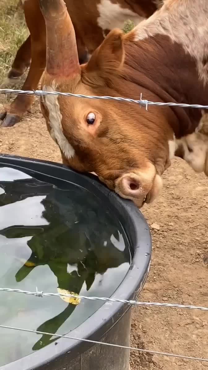 Sapi liat bayangannya di dalam air