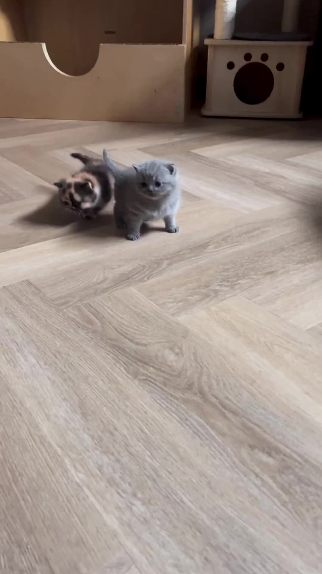 Duo bocil berbulu