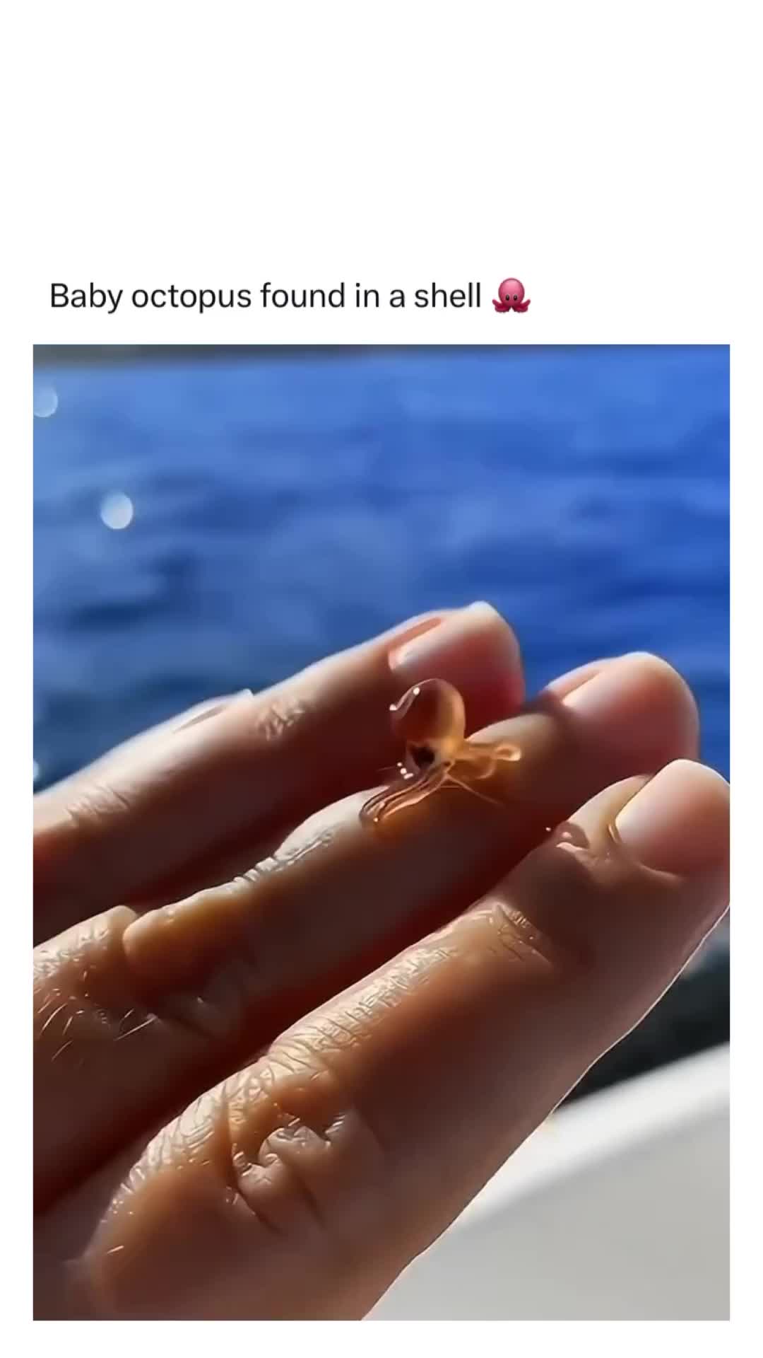 Cumi cumi mungil