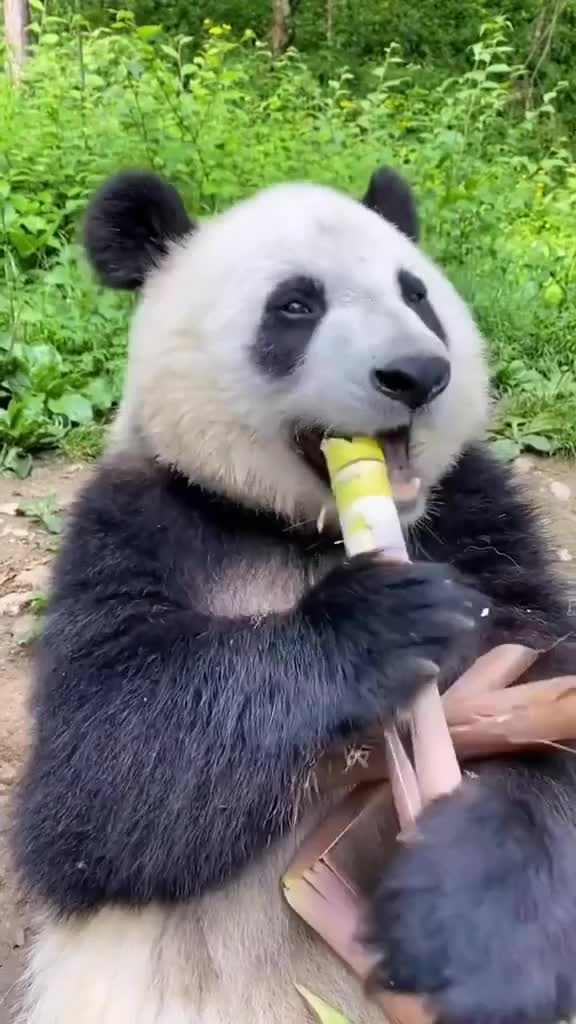 Asmr bambu