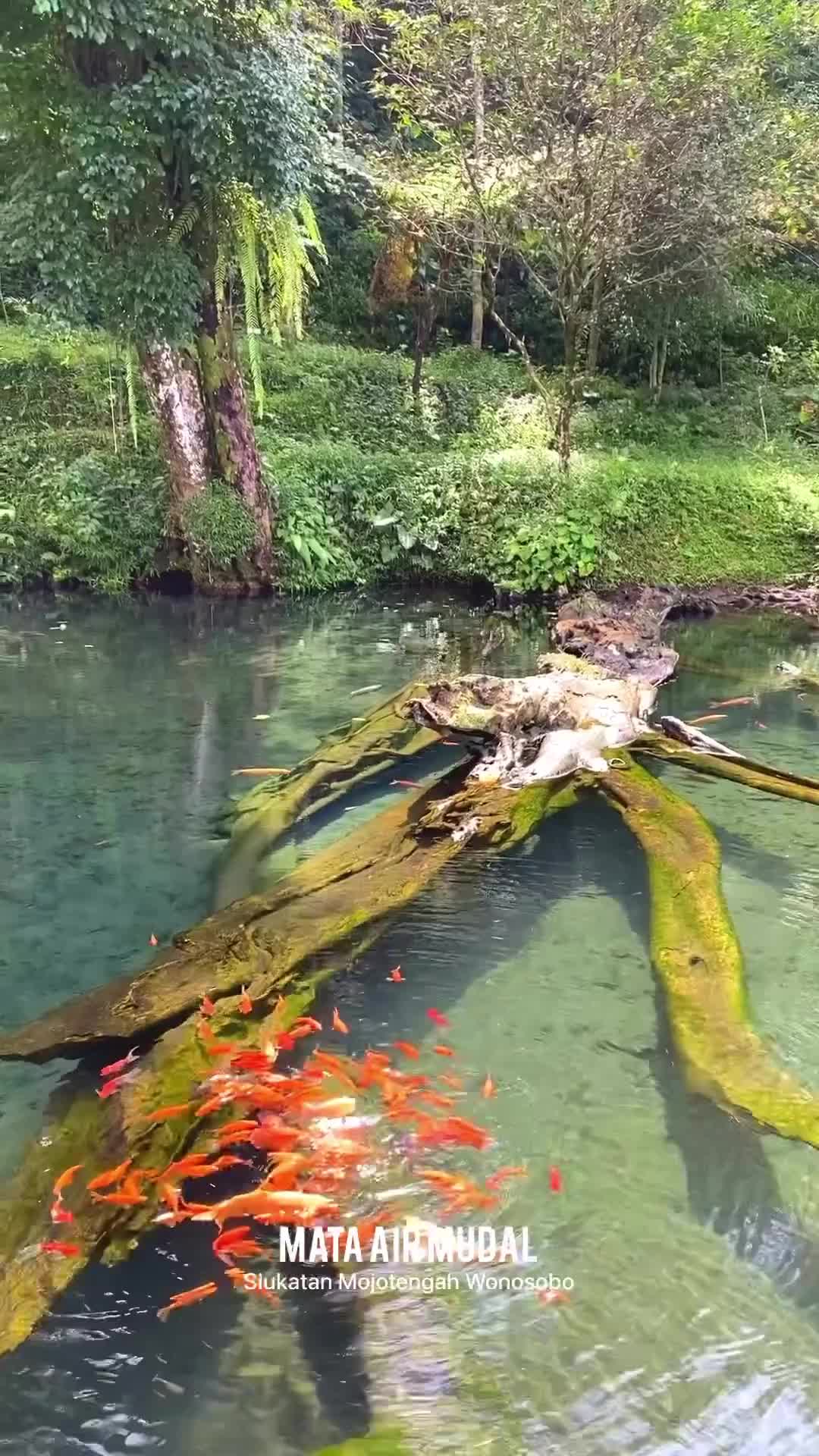 yuk ke Wonosobo 
