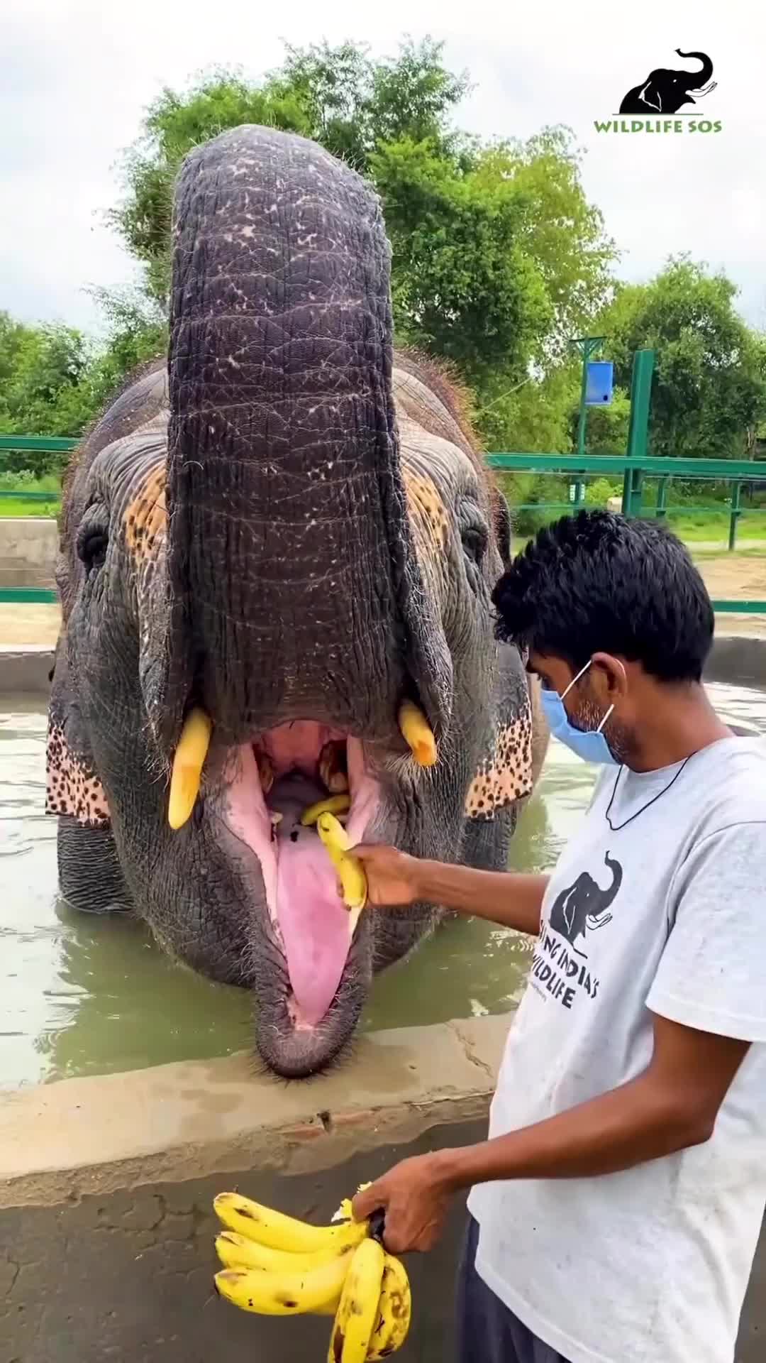 Lagi mam pisang