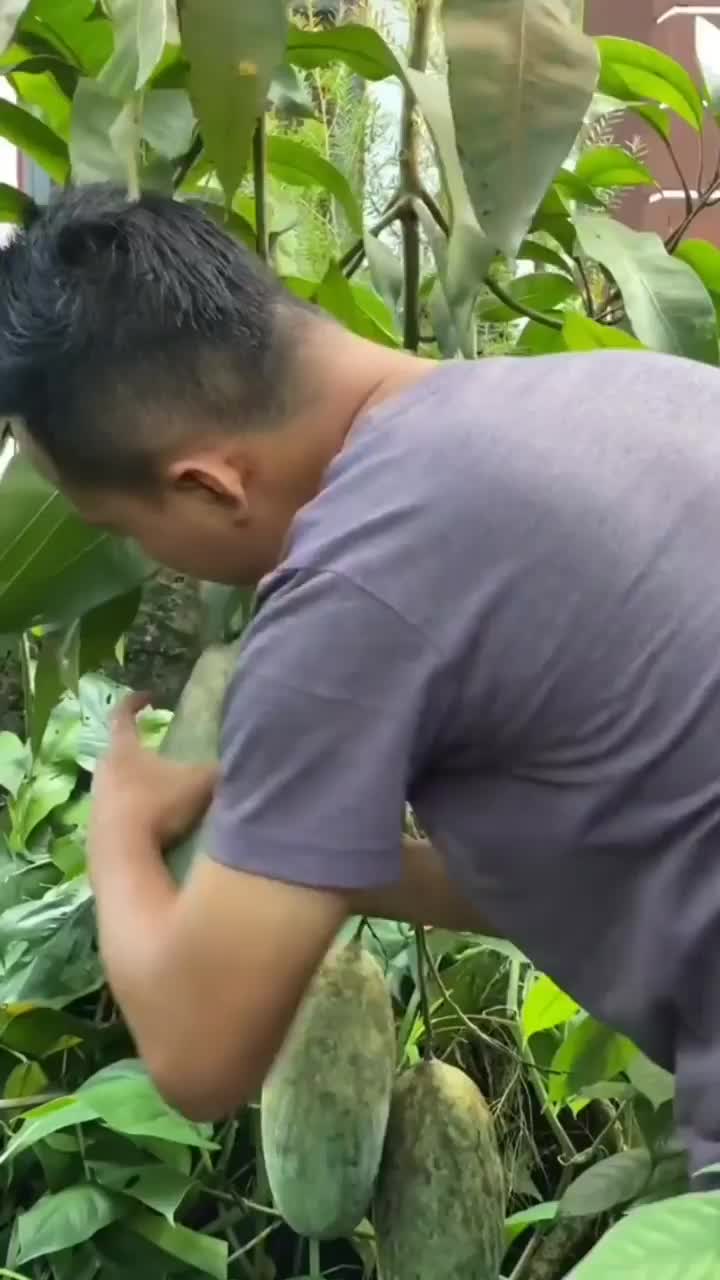 Mangganya Gedong Banget