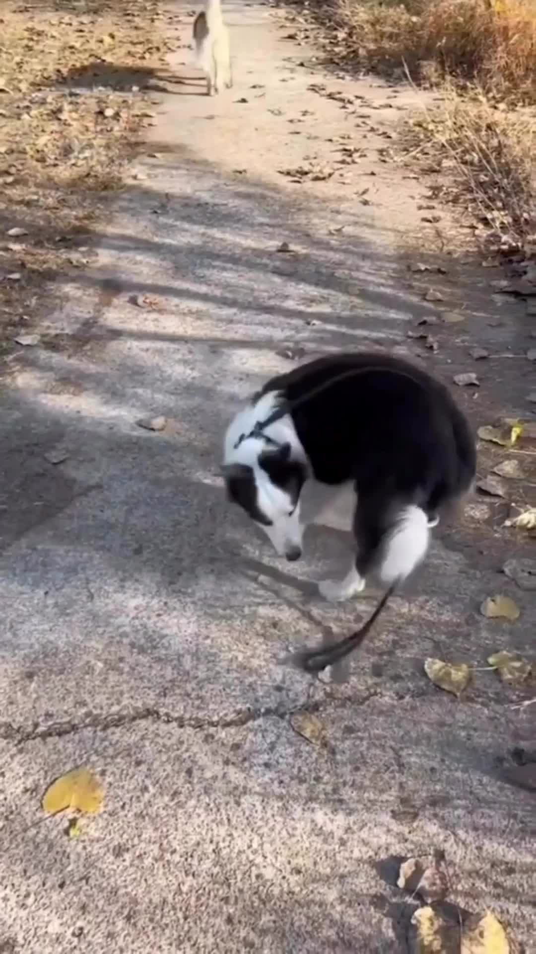 perbedaan border collie Dan husky