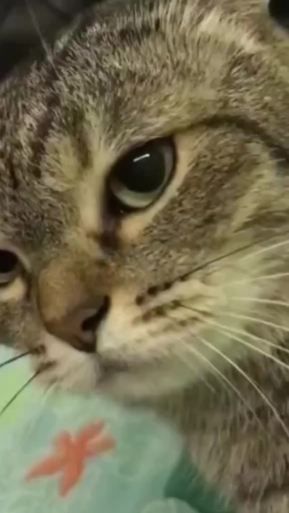 Anjing belyke , dasar tukang ngadu