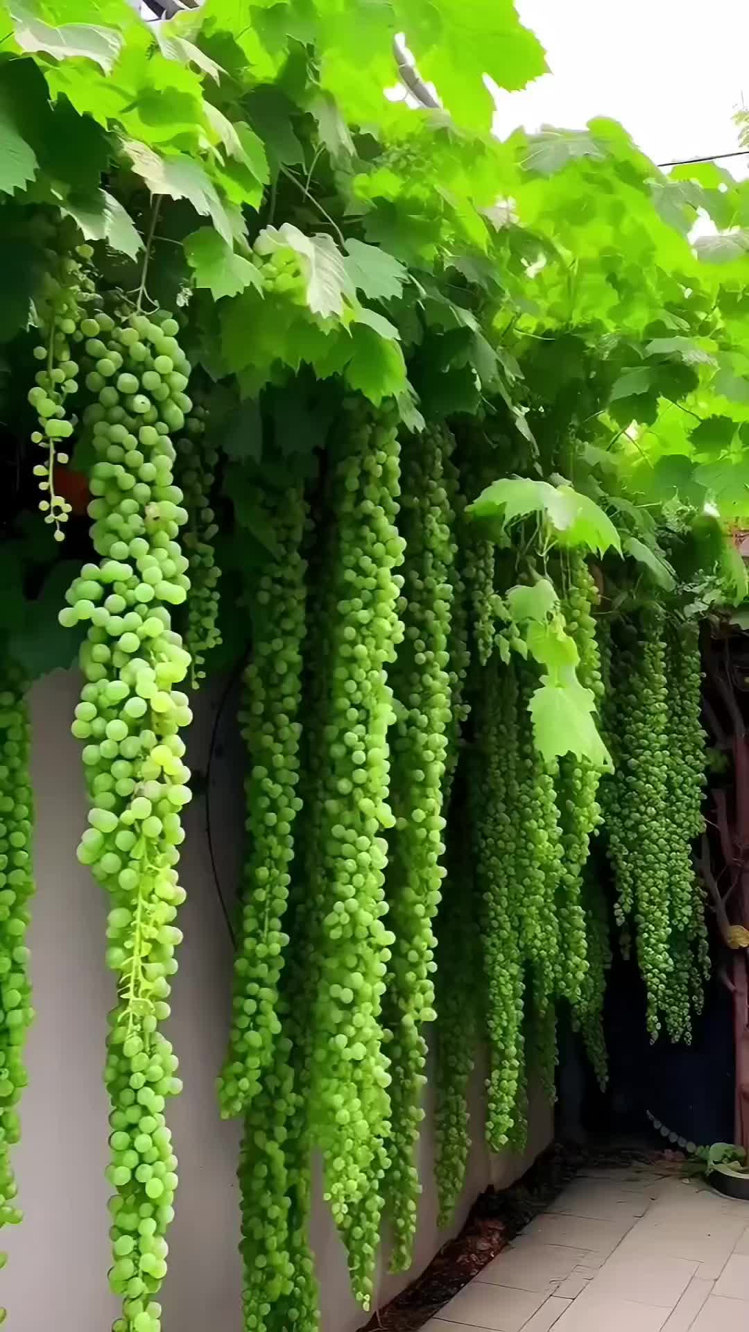 wah seger banget buahnya