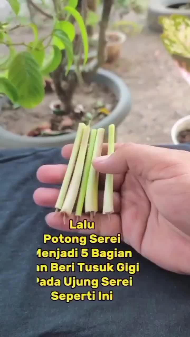 nyamuk langsung kabur